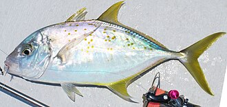 ภาพ ปลา fulvoguttatus (Carangoides fulvoguttatus)