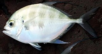 ภาพ ปลา hedlandensis (Carangoides hedlandensis)
