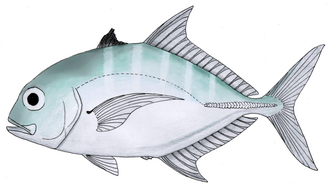 ภาพ ปลา humerosus (Carangoides humerosus)