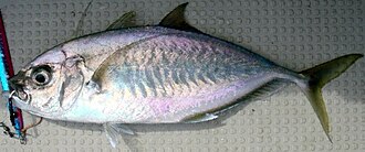 ภาพ ปลา plagiotaenia (Carangoides plagiotaenia)