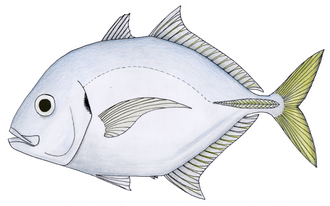 ภาพ ปลา talamparoides (Carangoides talamparoides)