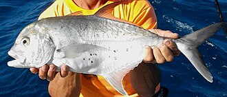 ภาพ ปลา bucculentus (Caranx bucculentus)