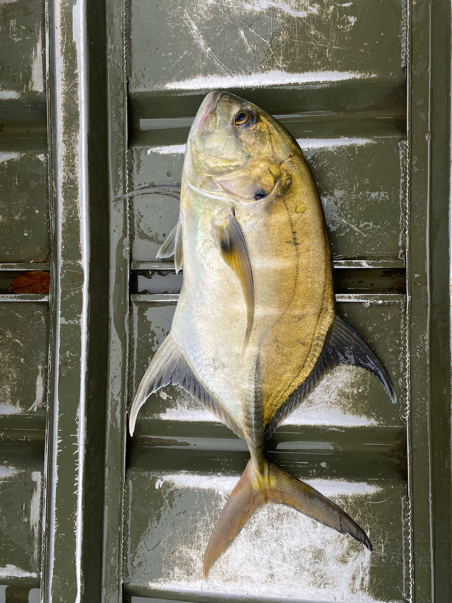 ภาพ ปลา fischeri (Caranx fischeri)