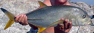 ภาพ ปลา heberi (Caranx heberi)