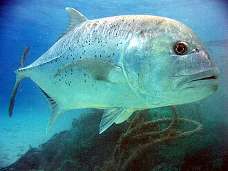 ภาพ ปลา ignobilis (Caranx ignobilis)