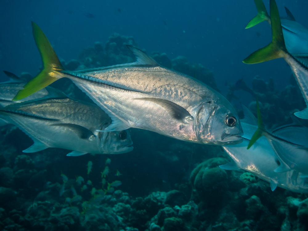 ภาพ ปลา latus (Caranx latus)