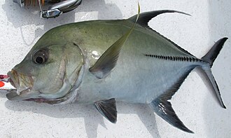 ภาพ ปลา lugubris (Caranx lugubris)