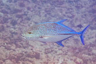 ภาพ ปลา melampygus (Caranx melampygus)