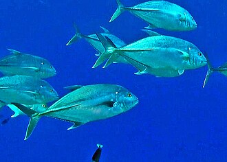 ภาพ ปลา papuensis (Caranx papuensis)