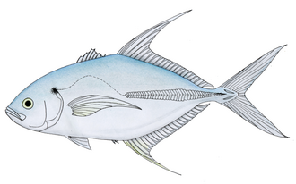 ภาพ ปลา senegallus (Caranx senegallus)