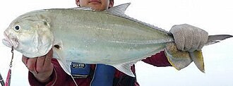 ภาพ ปลา tille (Caranx tille)