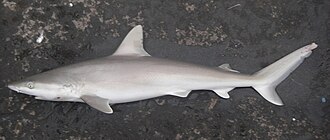 ภาพ ปลา acronotus (Carcharhinus acronotus)