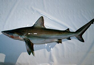 ภาพ ปลา altimus (Carcharhinus altimus)