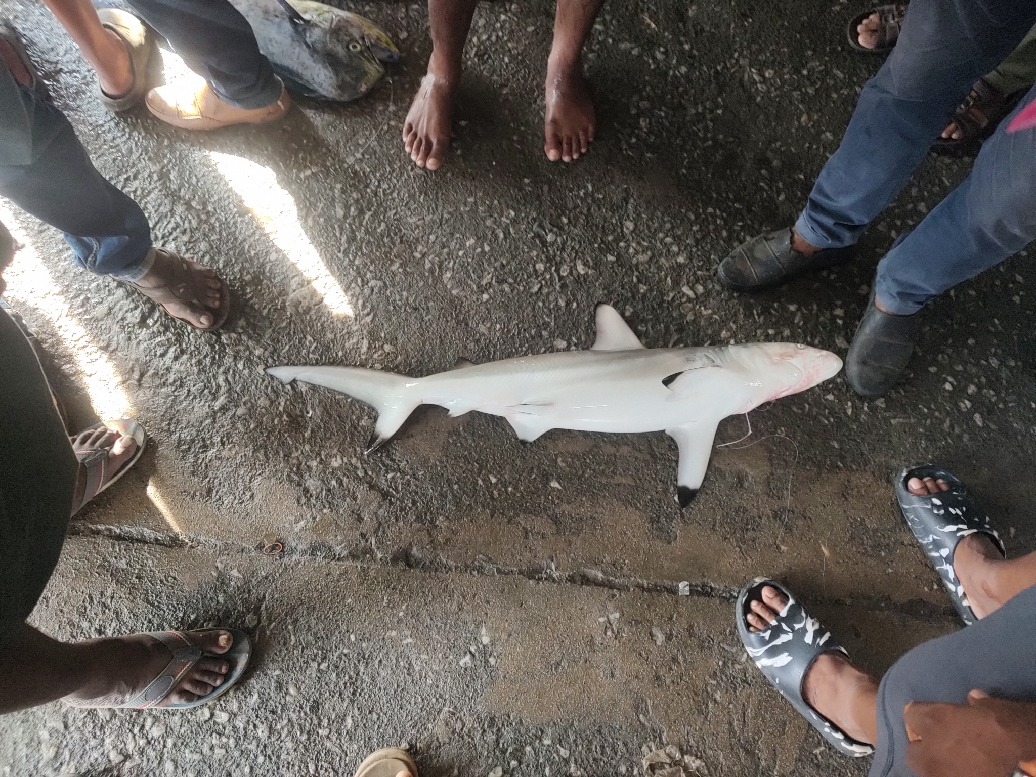 ภาพ ปลา amblyrhynchoides (Carcharhinus amblyrhynchoides)