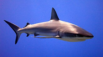 ภาพ ปลา amblyrhynchos (Carcharhinus amblyrhynchos)