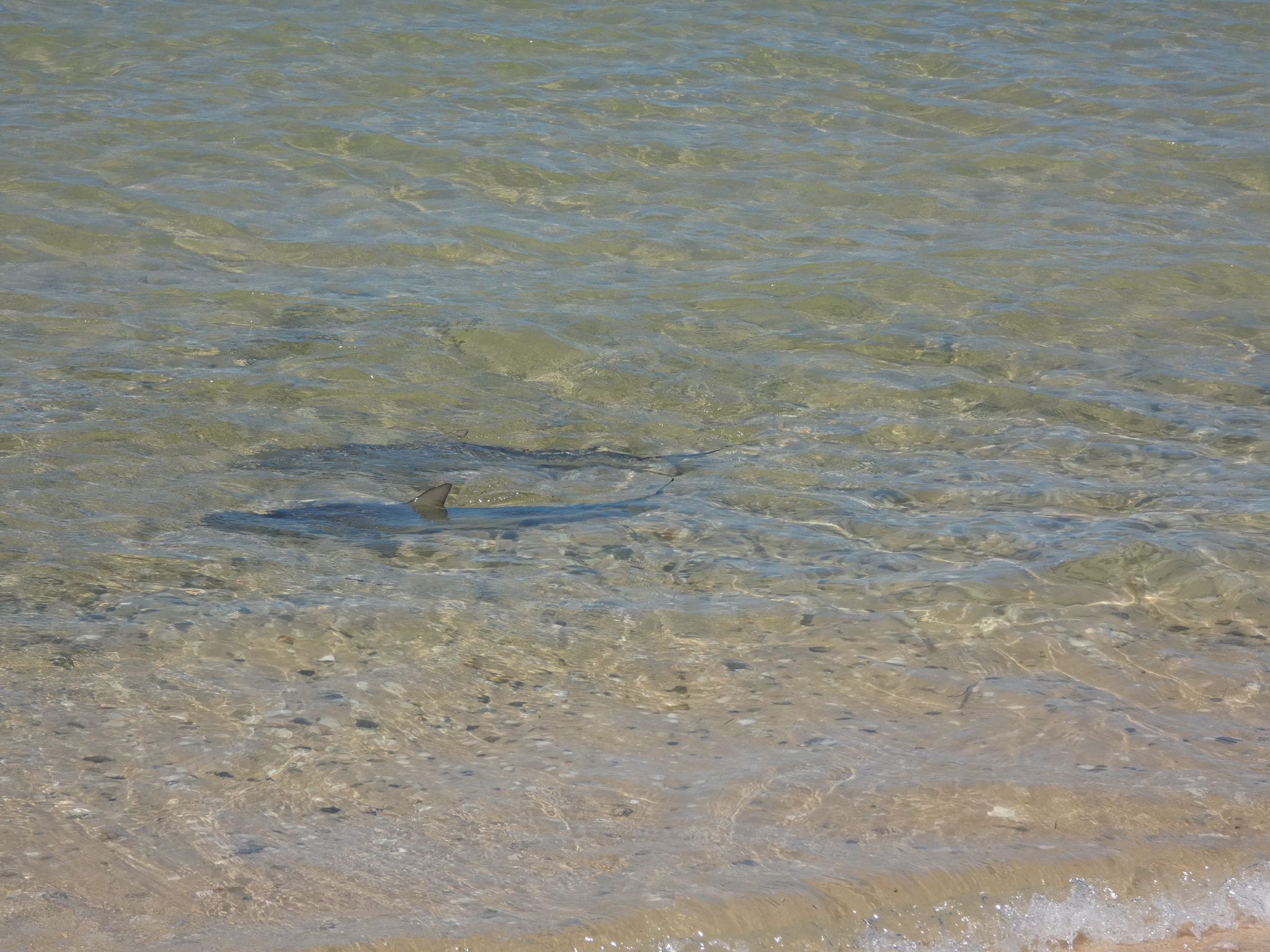 ภาพ ปลา cautus (Carcharhinus cautus)