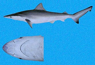 ภาพ ปลา cerdale (Carcharhinus cerdale)