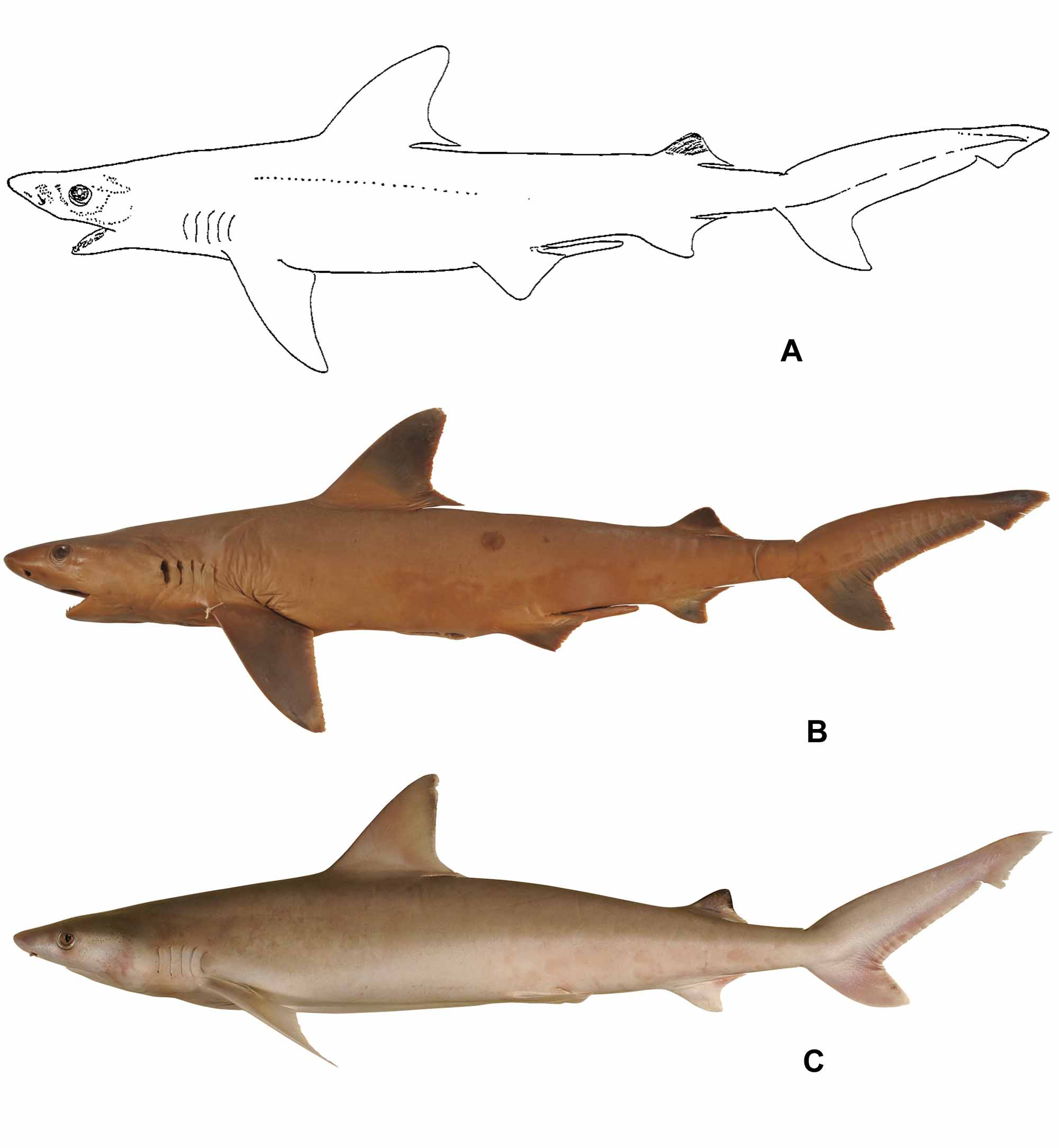 ภาพ ปลา coatesi (Carcharhinus coatesi)
