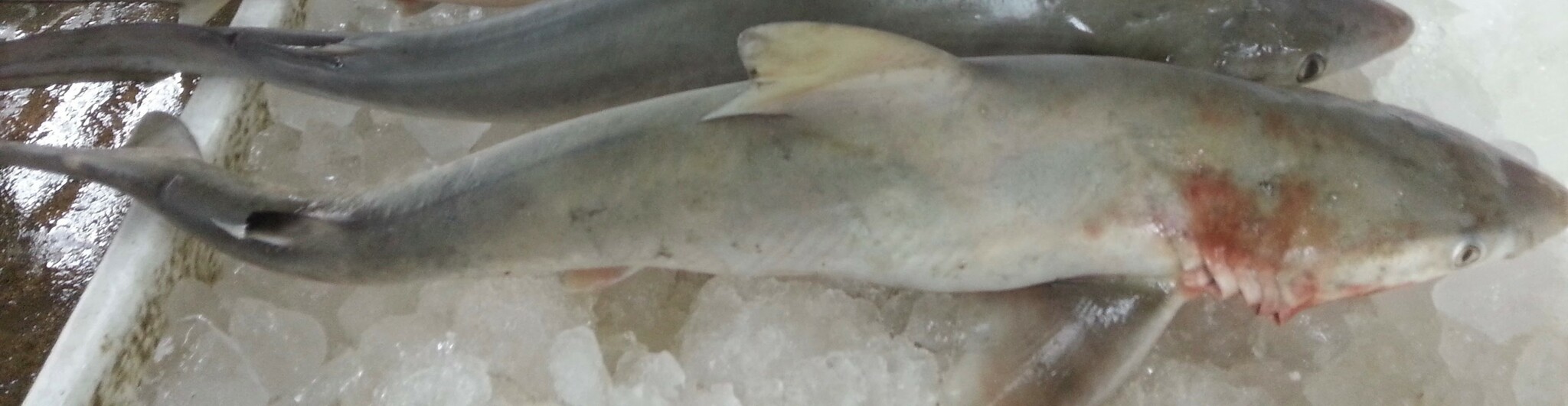 ภาพ ปลา dussumieri (Carcharhinus dussumieri)