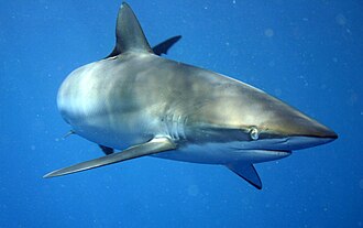 ภาพ ปลา falciformis (Carcharhinus falciformis)