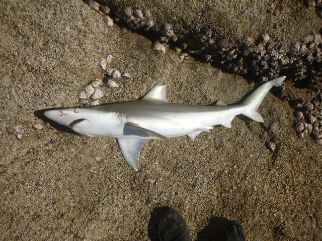 ภาพ ปลา fitzroyensis (Carcharhinus fitzroyensis)