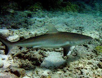 ภาพ ปลา galapagensis (Carcharhinus galapagensis)