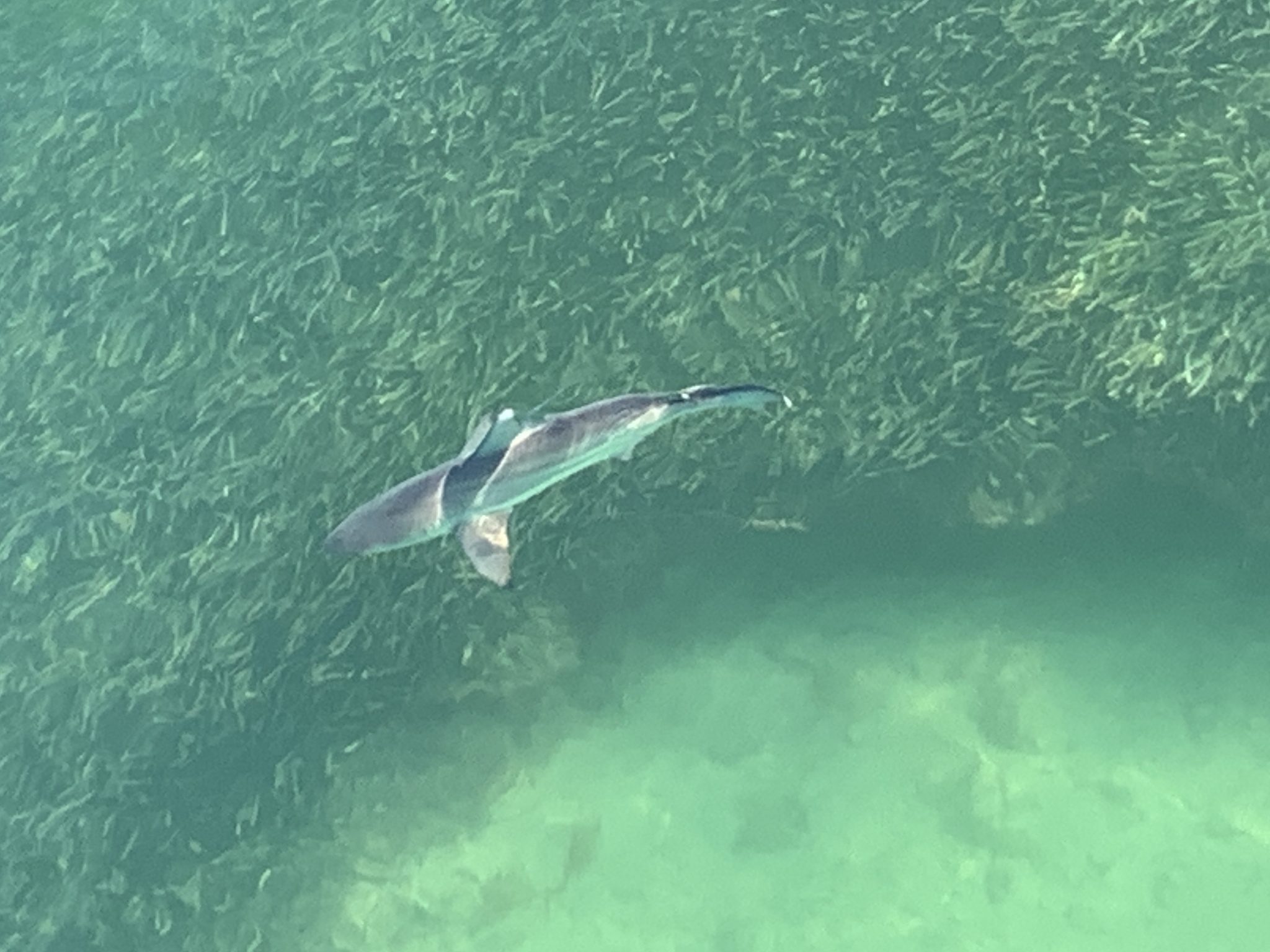 ภาพ ปลา limbatus (Carcharhinus limbatus)