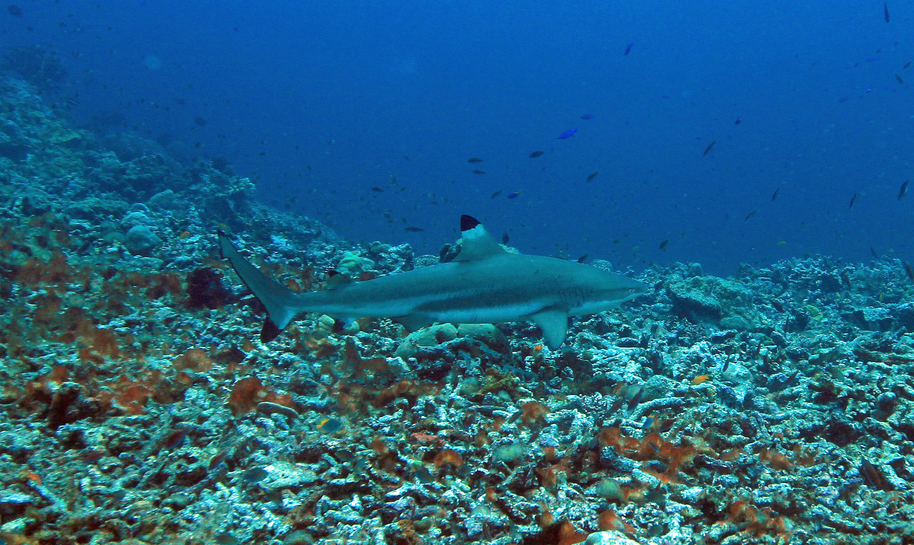 ภาพ ปลา melanopterus (Carcharhinus melanopterus)