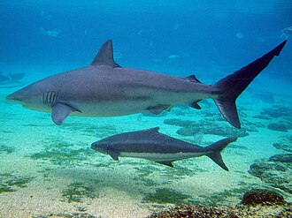 ภาพ ปลา obscurus (Carcharhinus obscurus)