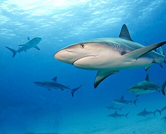ภาพ ปลา perezii (Carcharhinus perezii)