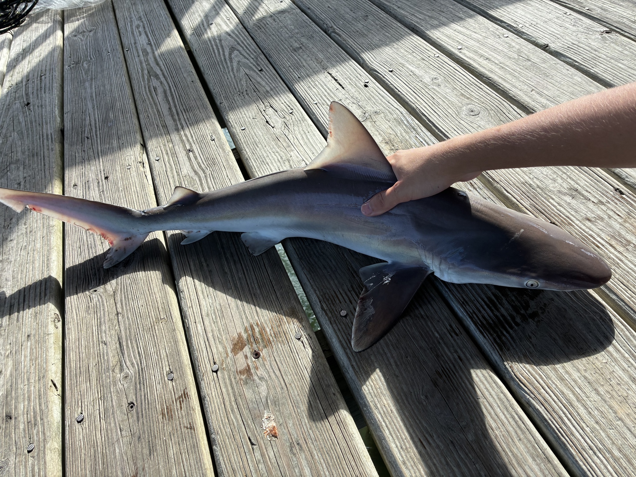 ภาพ ปลา plumbeus (Carcharhinus plumbeus)