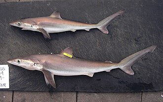 ภาพ ปลา signatus (Carcharhinus signatus)