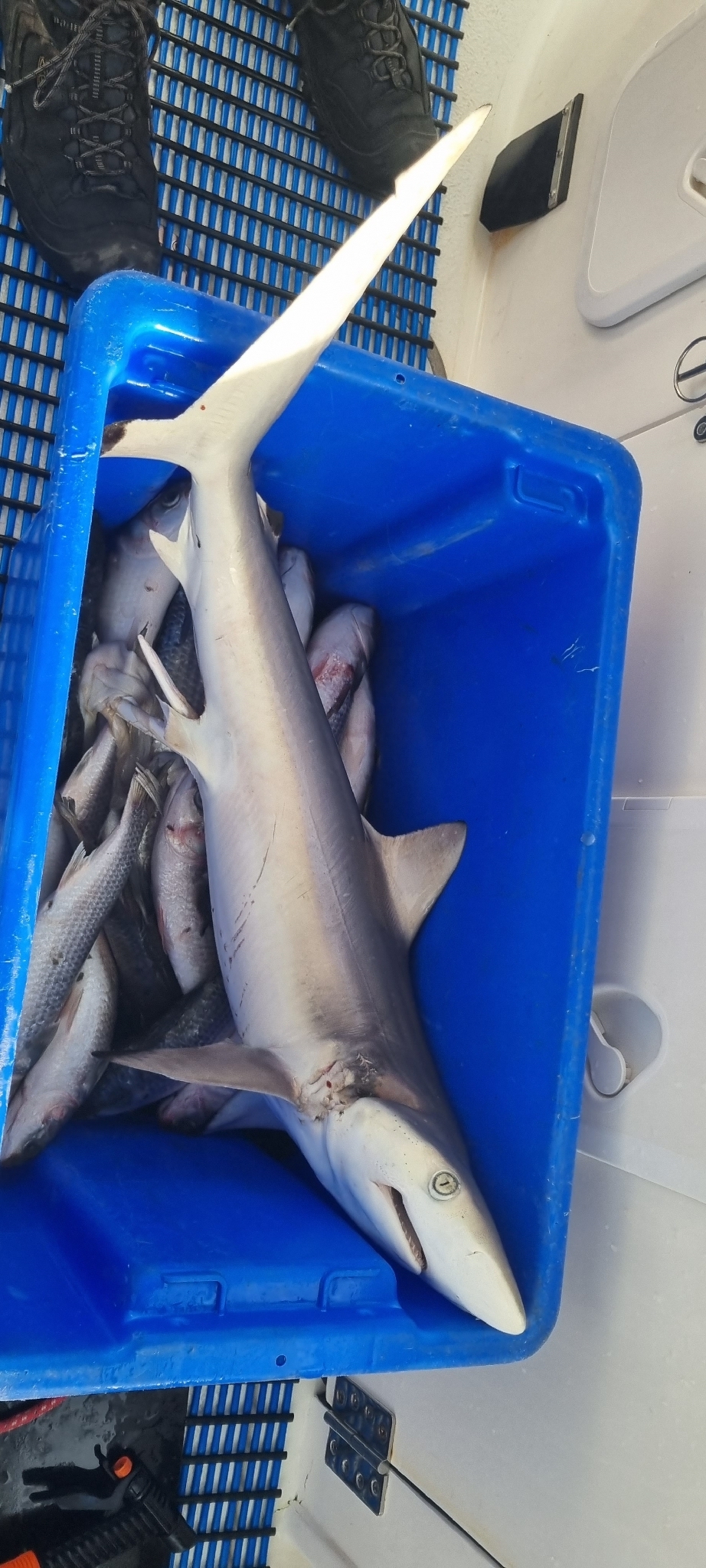 ภาพ ปลา sorrah (Carcharhinus sorrah)