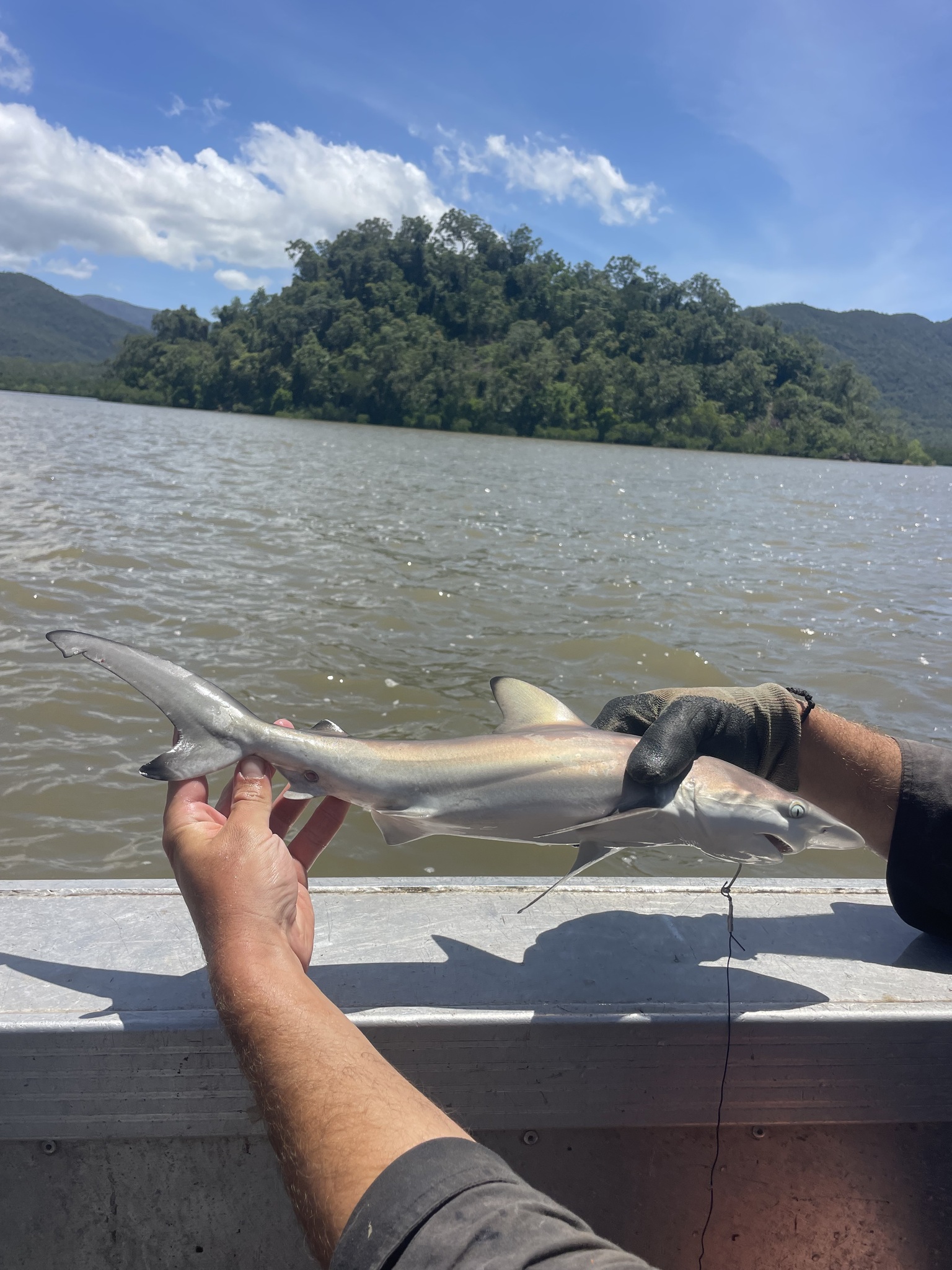 ภาพ ปลา tilstoni (Carcharhinus tilstoni)