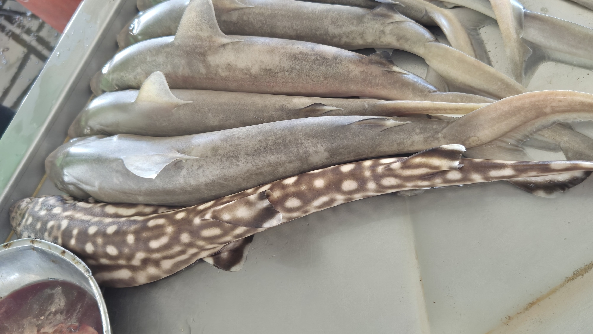 ภาพ ปลา tjutjot (Carcharhinus tjutjot)