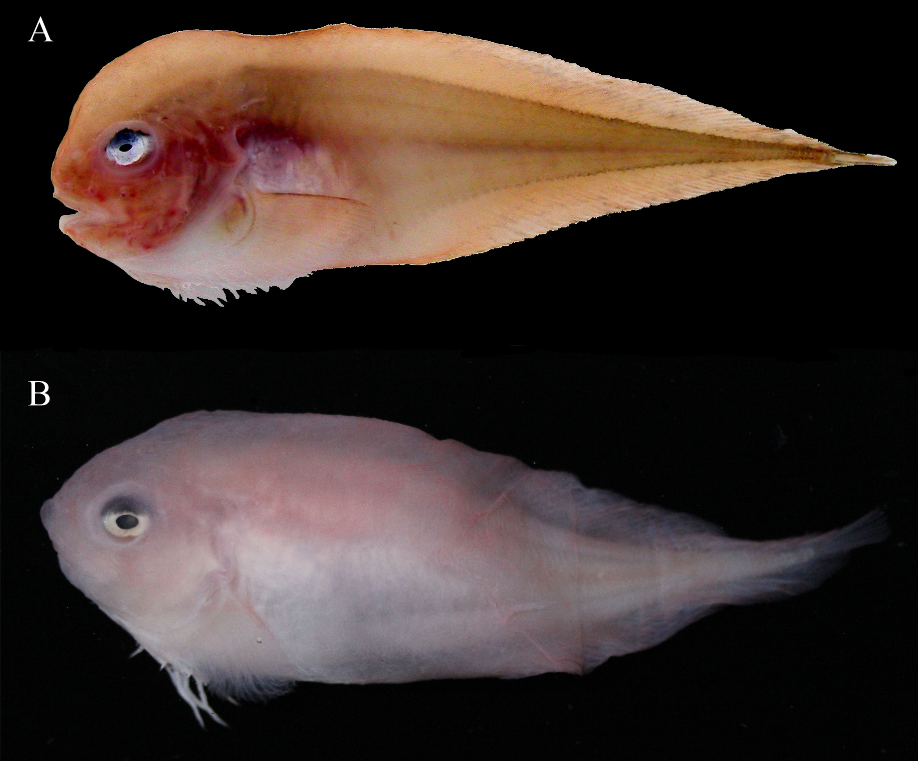 ภาพ ปลา acanthodes (Careproctus acanthodes)