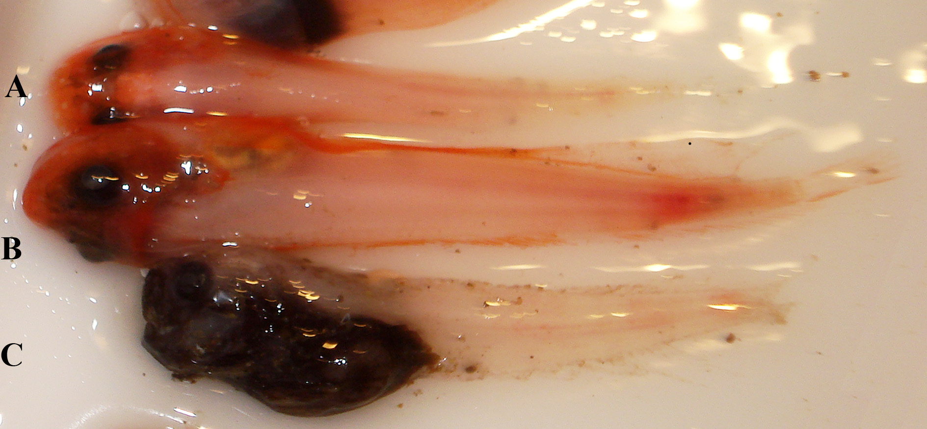 ภาพ ปลา globulus (Careproctus globulus)