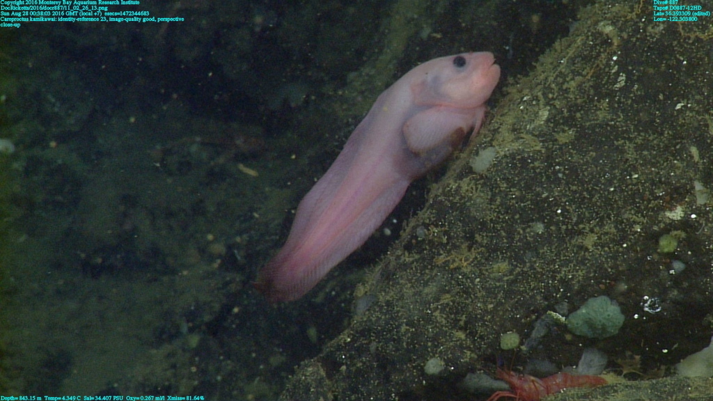 ภาพ ปลา kamikawai (Careproctus kamikawai)
