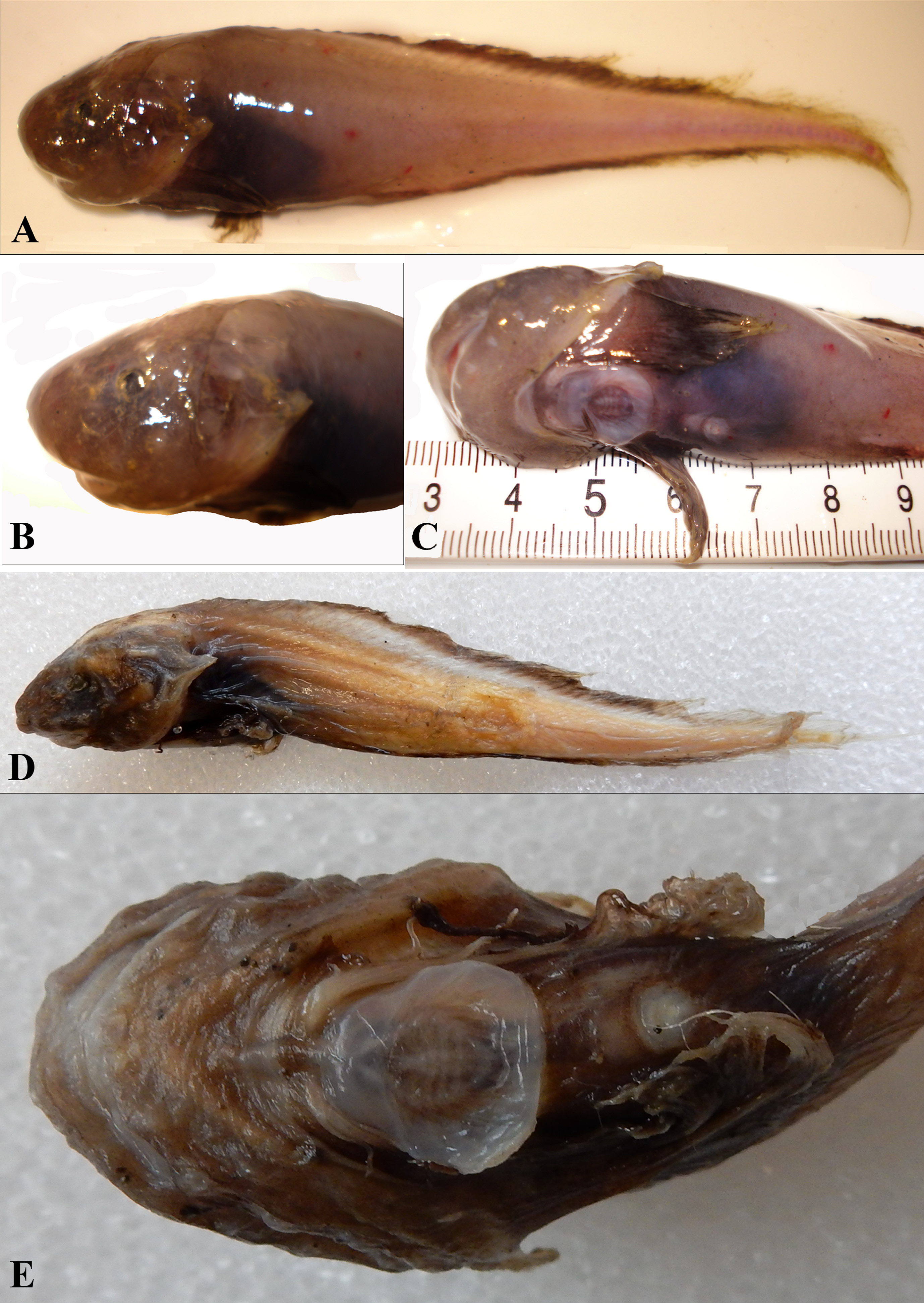 ภาพ ปลา laperousei (Careproctus laperousei)
