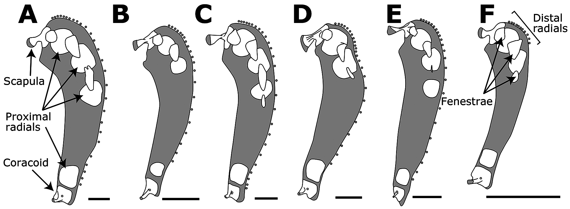 ภาพ ปลา mederi (Careproctus mederi)