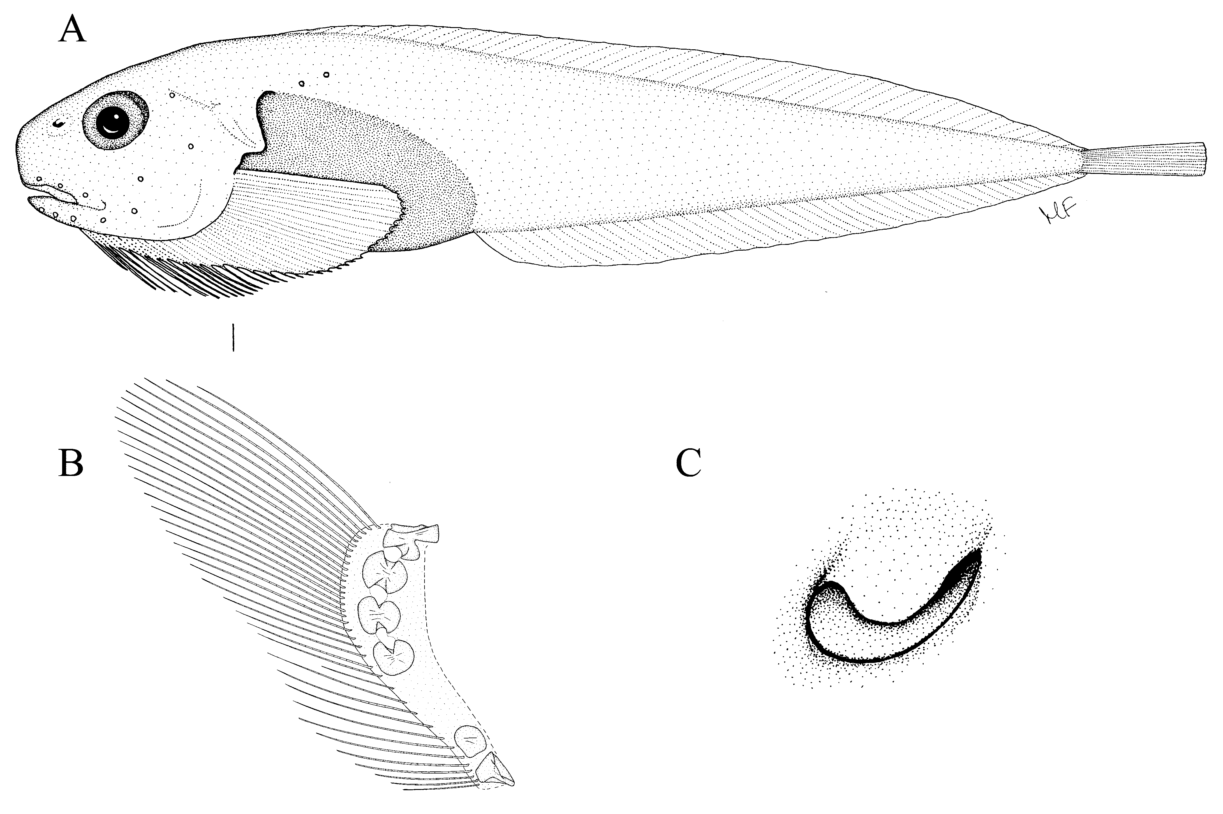 ภาพ ปลา narilobus (Careproctus narilobus)
