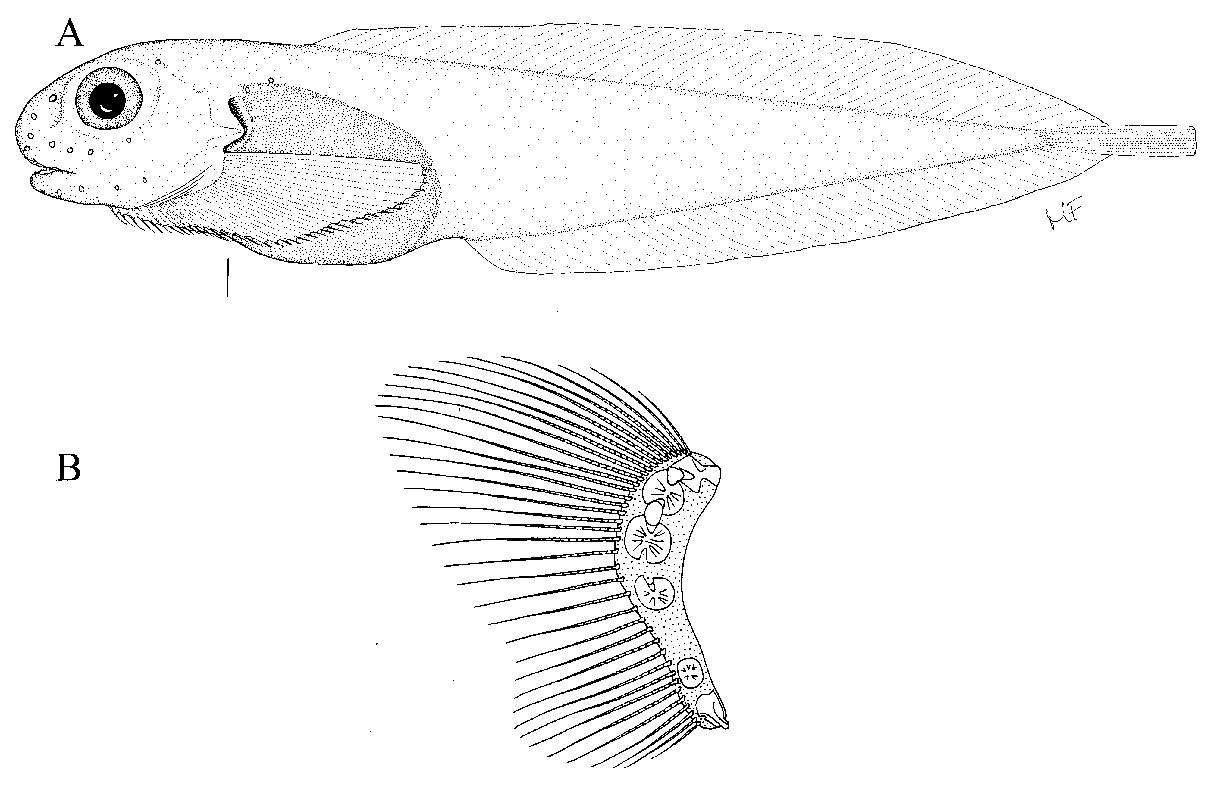 ภาพ ปลา novaezelandiae (Careproctus novaezelandiae)