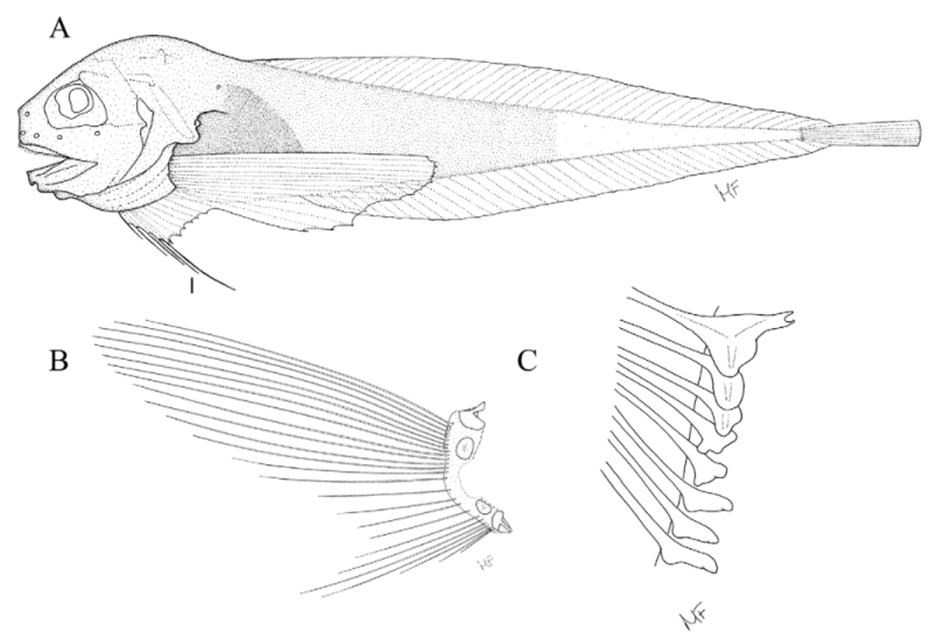 ภาพ ปลา pellucicauda (Careproctus pellucicauda)