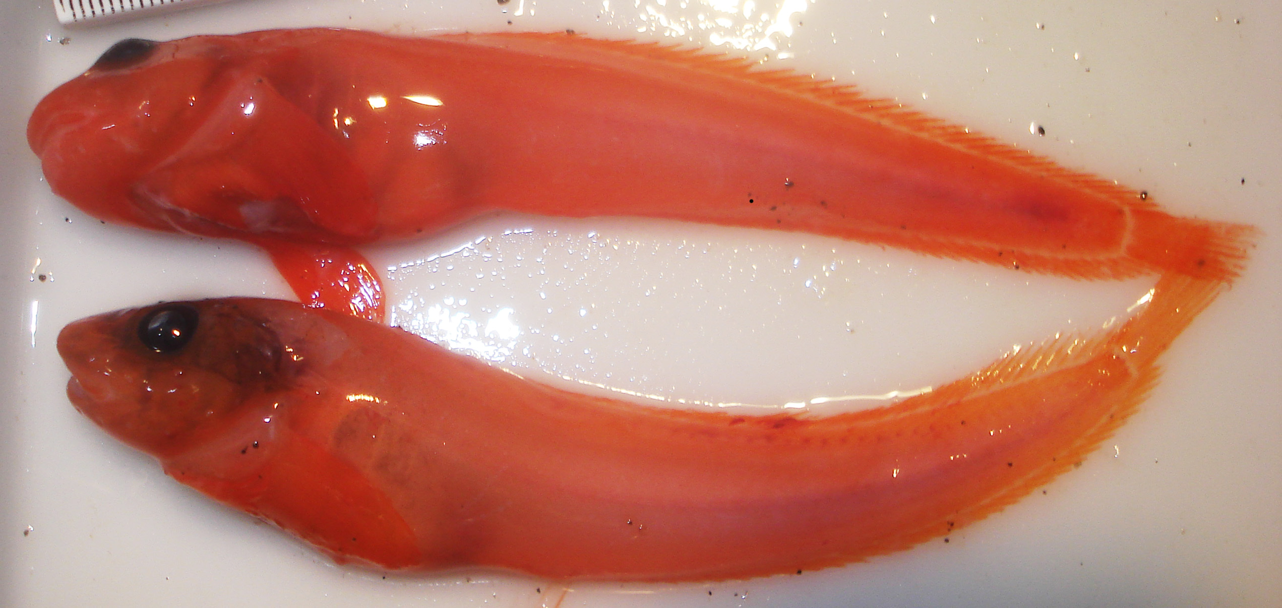 ภาพ ปลา pulcher (Careproctus pulcher)