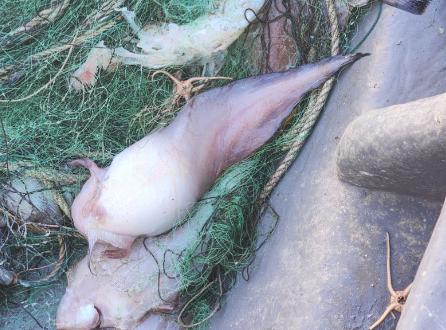 ภาพ ปลา rastrinus (Careproctus rastrinus)
