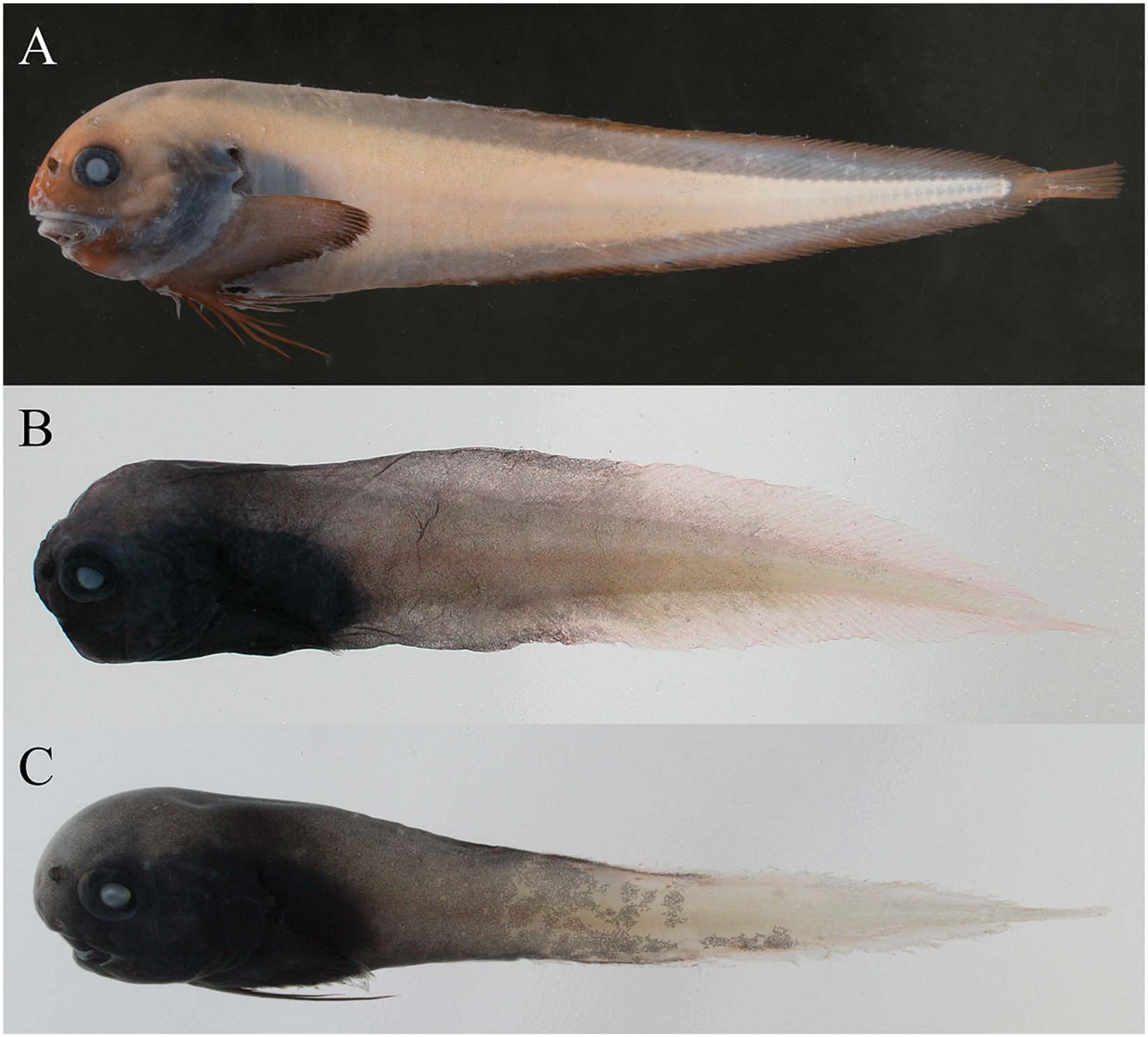 ภาพ ปลา rhodomelas (Careproctus rhodomelas)
