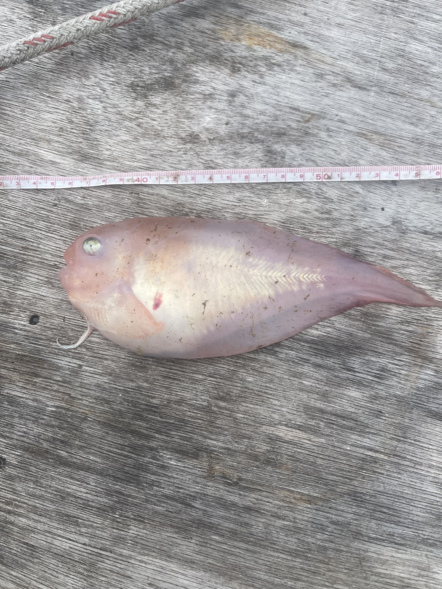 ภาพ ปลา scottae (Careproctus scottae)