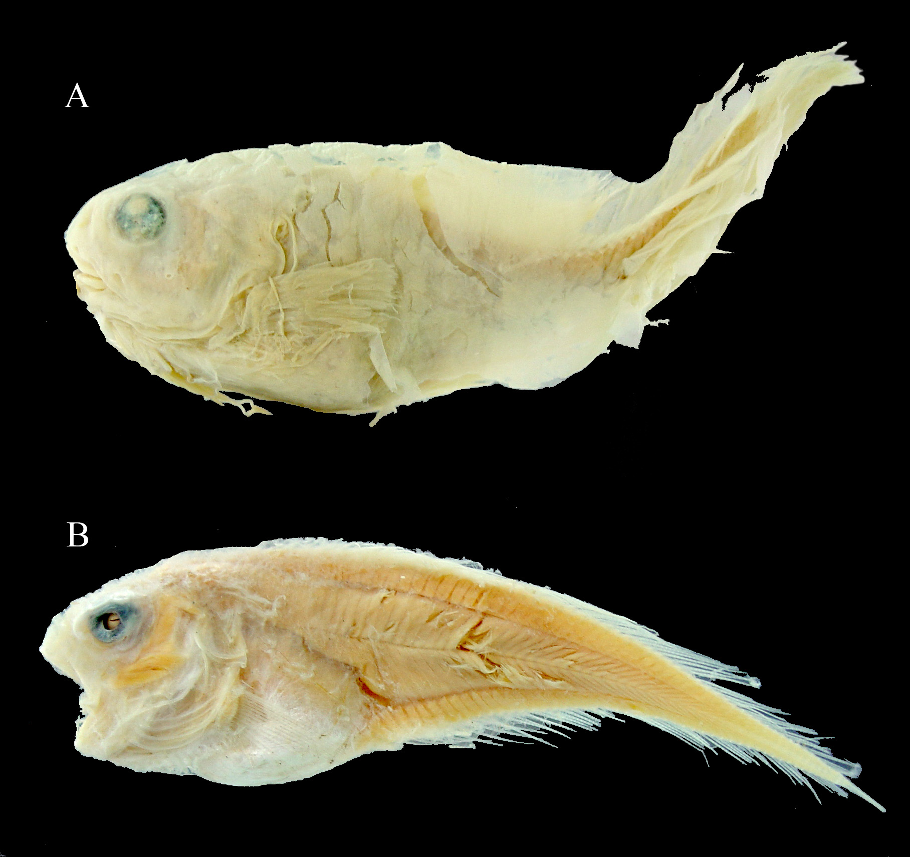ภาพ ปลา spectrum (Careproctus spectrum)