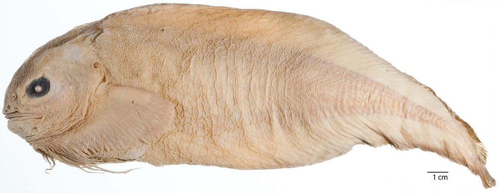 ภาพ ปลา trachysoma (Careproctus trachysoma)