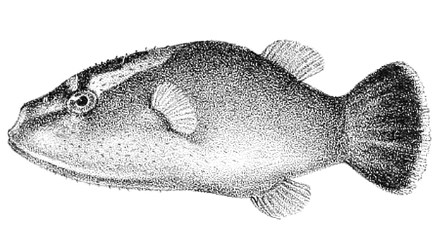 ภาพ ปลาปักเป้า borneensis (Carinotetraodon borneensis)
